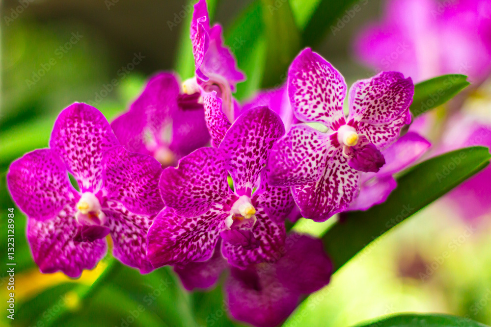Pink orchid flower in garden