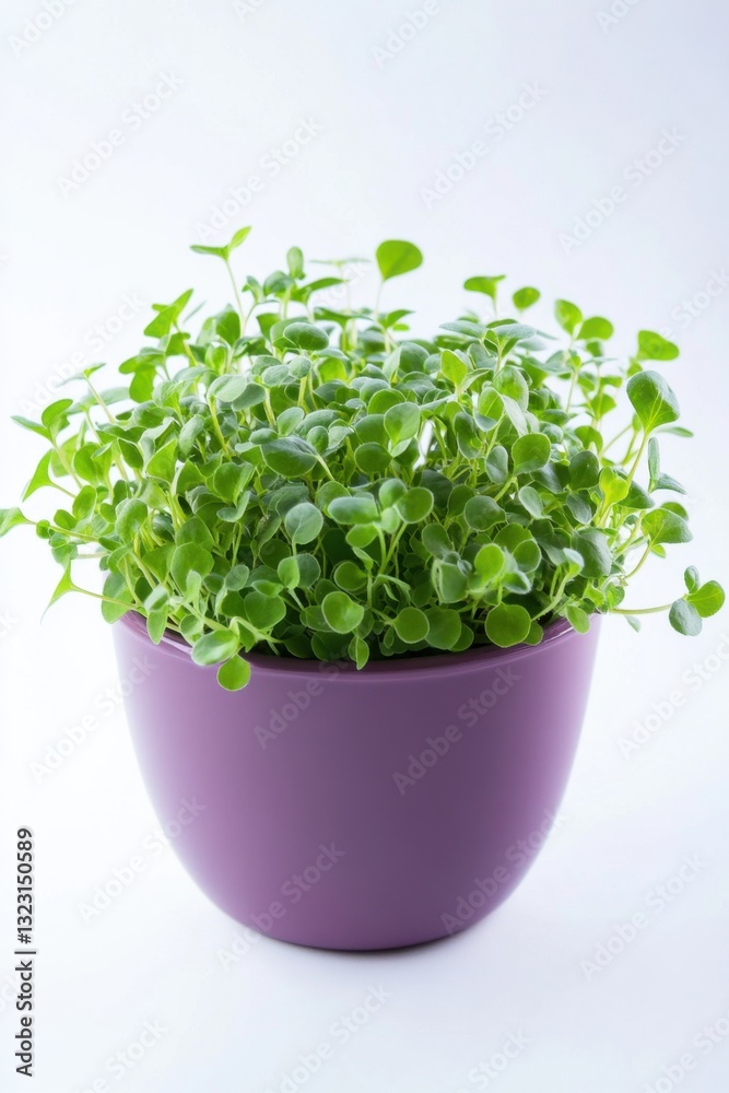 Bacopa plant in trendy purple pot with vibrant green leaves against clean white background Bacopa plant in trendy purple pot with vibrant green leaves against clean white background