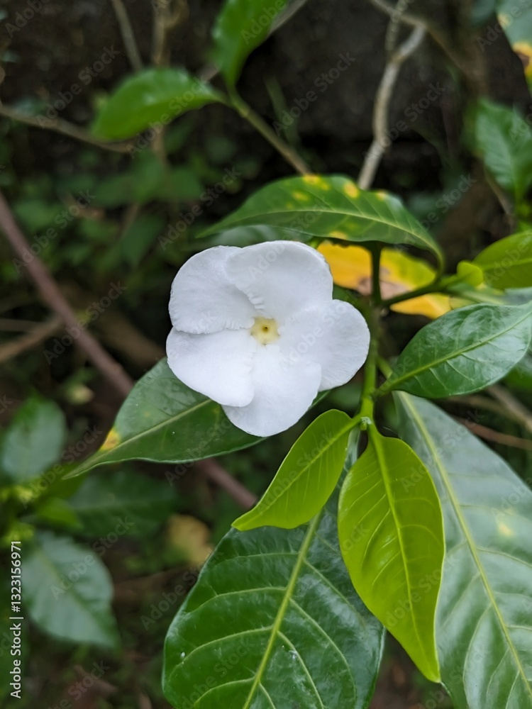 Beautiful white flower in the home garden, and green leaves in the back ground Beautiful white flower in the home garden, and green leaves in the back ground