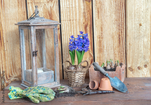 hyacinth blooming on a table and against a wooden wall with gardening equipme...