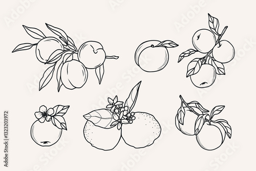 Line art fruits branches collection