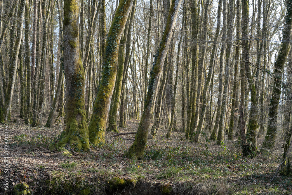 Fototapeta premium bois de la Versoix en hiver