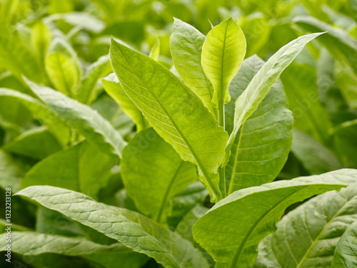 Tobacco Leaves Plantation  
