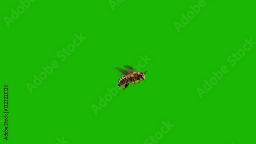 realistic flying bee on green screen