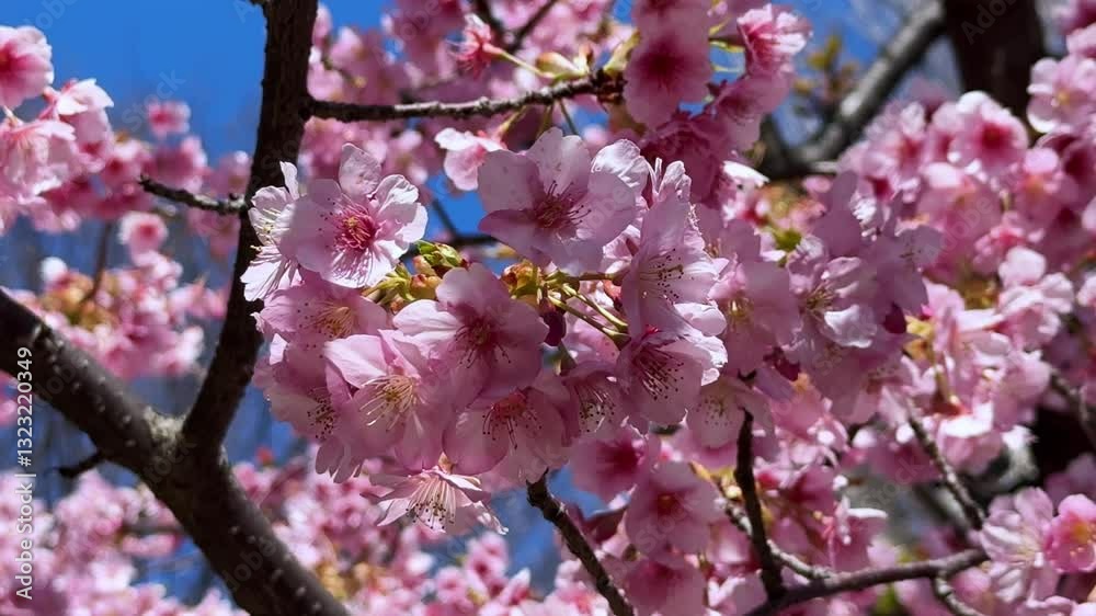Cherry blossoms in Japan during spring, bright pink flowers against the blue sky Cherry blossoms in Japan during spring, bright pink flowers against the blue sky