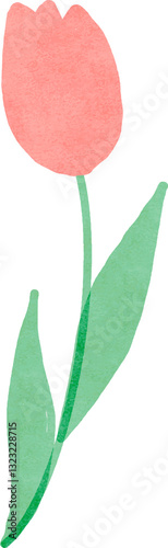 Hand drawn tulip flower