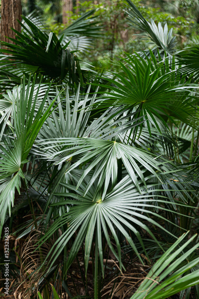 Dense Cluster of Green Palm Leaves in an Australian Forest Dense Cluster of Green Palm Leaves in an Australian Forest