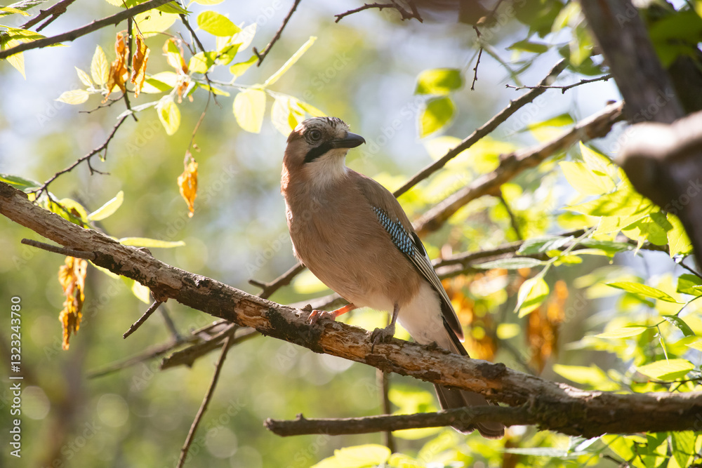 Fototapeta premium Eurasian Jay (Garrulus glandarius) on a branch in the forest