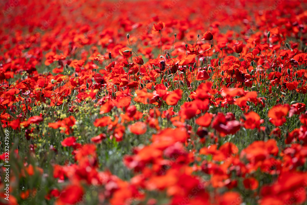 Poppie field in sunny day Poppie field in sunny day