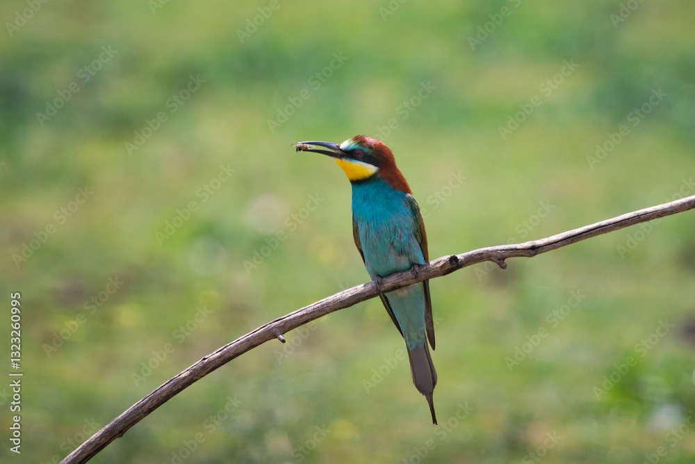 European bee eater, Merops apiaster. Common bee-eater. Close-up European bee eater, Merops apiaster. Common bee-eater. Close-up