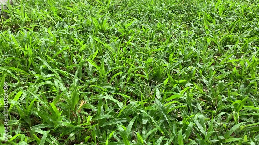 view of fresh green grass wetted by raindrops view of fresh green grass wetted by raindrops