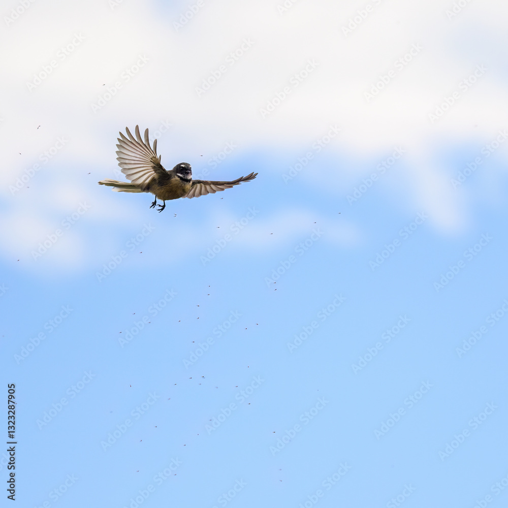 Fantail, also known as pīwakawaka in Māori, flying with wings wide open, catching small insects in the air. Castlepoint. New Zealand.