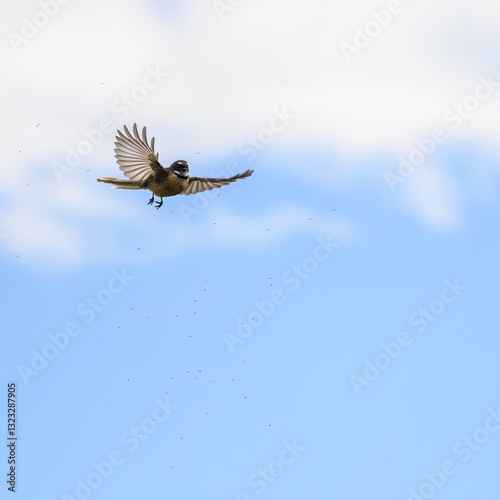 Obraz na płótnie Fantail, also known as pīwakawaka in Māori, flying with wings wide open, catching small insects in the air. Castlepoint. New Zealand. w salonie