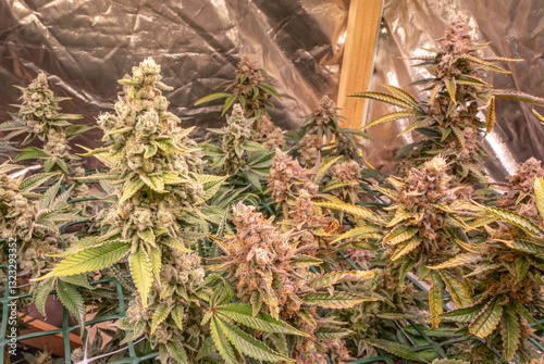 female blossom marijuana SoG Sea of Green net hemp cultivation technique Growing pot indoor bloom stage growth Medical