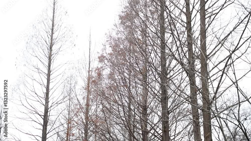 branches of a tree in winter branches of a tree in winter