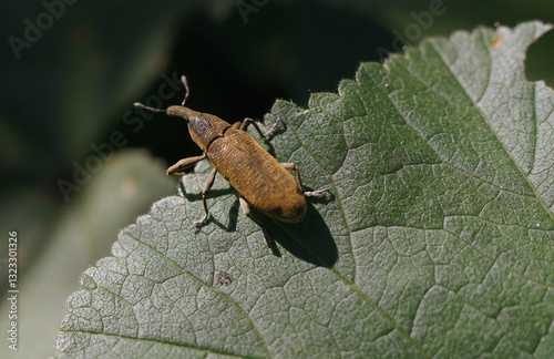 Beetle weevil Rhynchophorus ferrugineus at spring in the green field photo