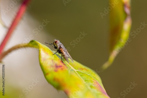 Une mouche se frotte les pattes photo