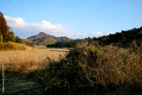 密集して大きな固まりになった雑草
