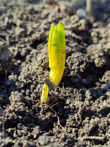 Young Green Plant Sprouting From Soil Symbolizing Growth and New Beginnings