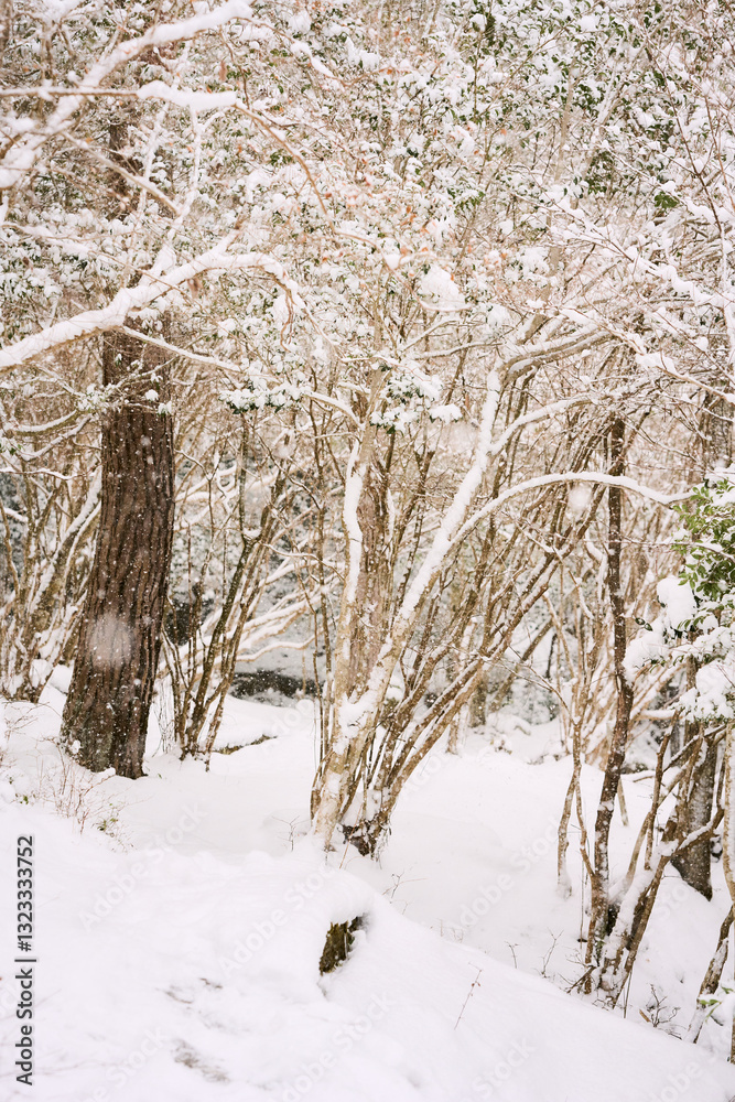 雪が降る森の景色