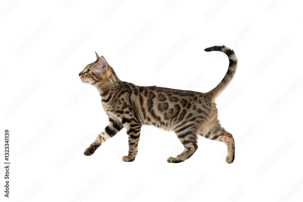 Sokoke Cat PNG Picture – No Background, Perfect for Graphics Sokoke Cat PNG Picture – No Background, Perfect for Graphics