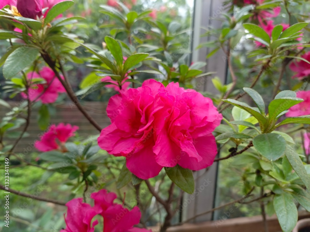 vibrant pink azalea flower in full bloom with delicate petals and lush green leaves in a greenhouse setting
vibrant pink azalea flower in full bloom with delicate petals and lush green leaves in a greenhouse setting