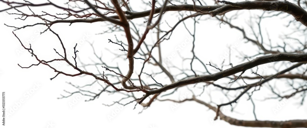 Bare, intricately branched tree limbs isolated against a pure white backdrop, clean, image Bare, intricately branched tree limbs isolated against a pure white backdrop, clean, image