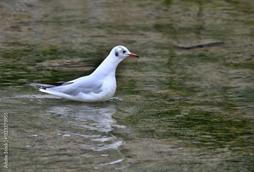 Lachmöwe  steht im Fachwasser