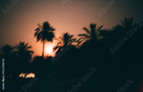 Palm trees shadow in the moonlight photo