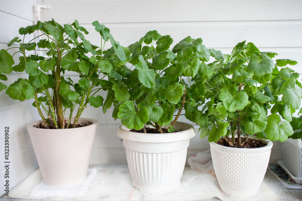 Geraniums in pots on balcony. Winter hibernation indoors. Plant growing. Geraniums in pots on balcony. Winter hibernation indoors. Plant growing.