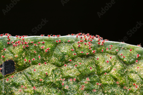 Closeup red spider mite (plant-feeding mite) colony on plant leaves