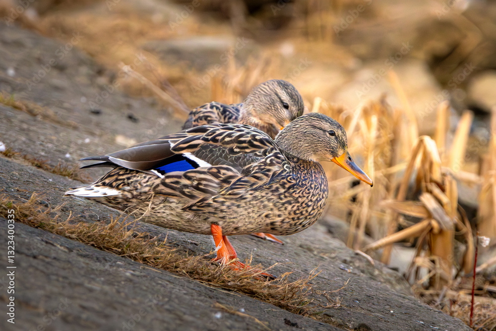 duck in the water duck in the water