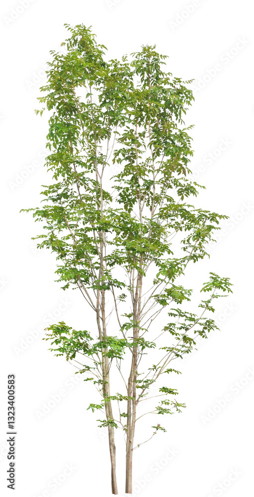 Obraz premium 樹木 シマトネロコ