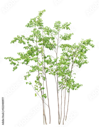 樹木　ハイノキ