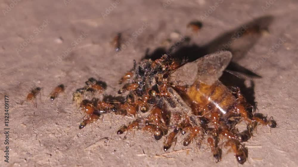 Predators And Prey, Ants can be both predators, prey, and even scavengers, playing a role in the food web that extends beyond their own species. Many ant species prey on other insects. Predators And Prey, Ants can be both predators, prey, and even scavengers, playing a role in the food web that extends beyond their own species. Many ant species prey on other insects.