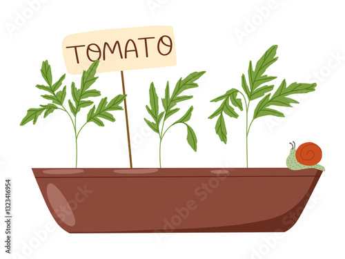 Flat vector illustration of organic plant seedling. Tomato sprout growing in a pot isolated on white background. Home gardening hand drawn art