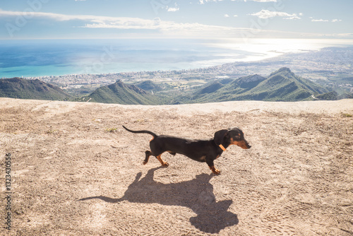 Dachshund con vista panorámica a la costa photo