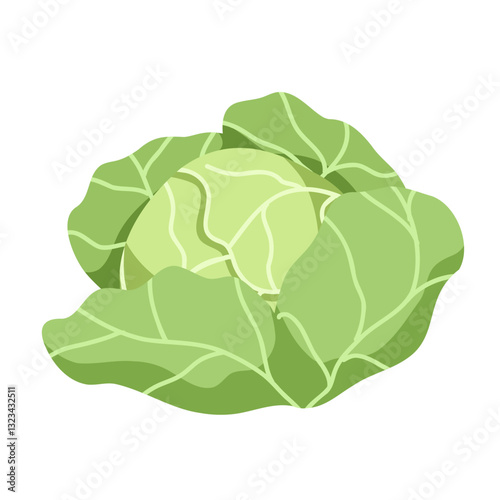 Fresh cabbage with green leaves vector illustration. Hand drawn cabbage isolated on white background. Organic healthy food. Vegetarian nutrition. Simple single icon for farm market, web and print