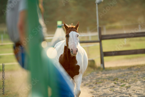 Brown and white horse trotting in a sunlit outdoor arena with blurred background. Brandenburg, Germany