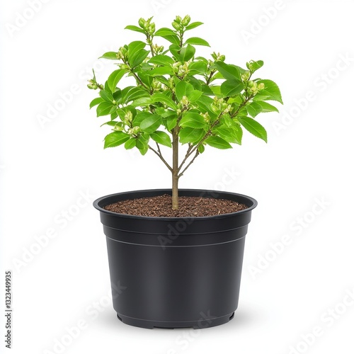 Vibrant green plant with unopened buds in a black plastic pot against a white background. The plant is small and healthy, showing new growth.