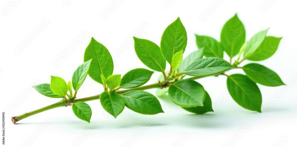 Obraz premium Fresh green branch of Salal Gaultheria Shallon isolated on white background, isolated, green, nature