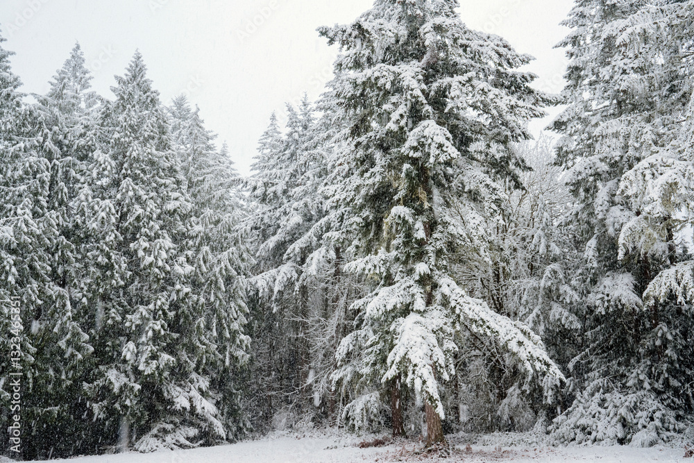 © Connect Images - Snow-covered fir trees create a serene winter forest scene with a blanket of white, WA, USA © Connect Images - Snow-covered fir trees create a serene winter forest scene with a blanket of white, WA, USA