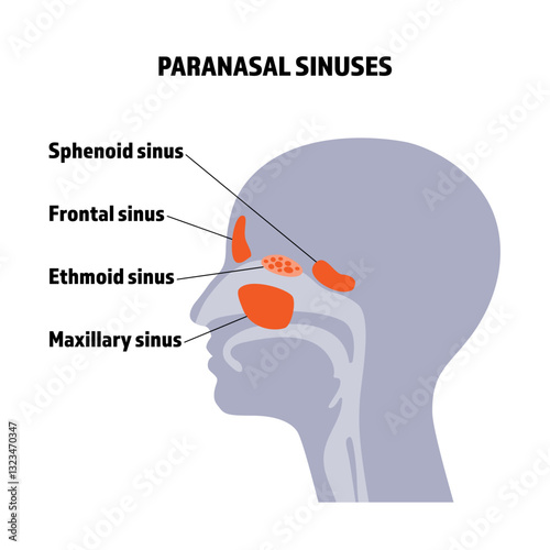 Paranasal sinuses side view illustration.