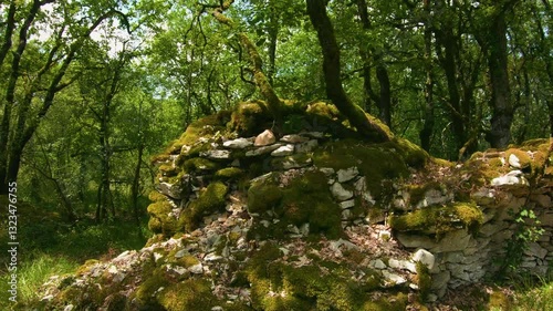 Sunlit trees around ancient dry stone shelter reclaim nature greenery