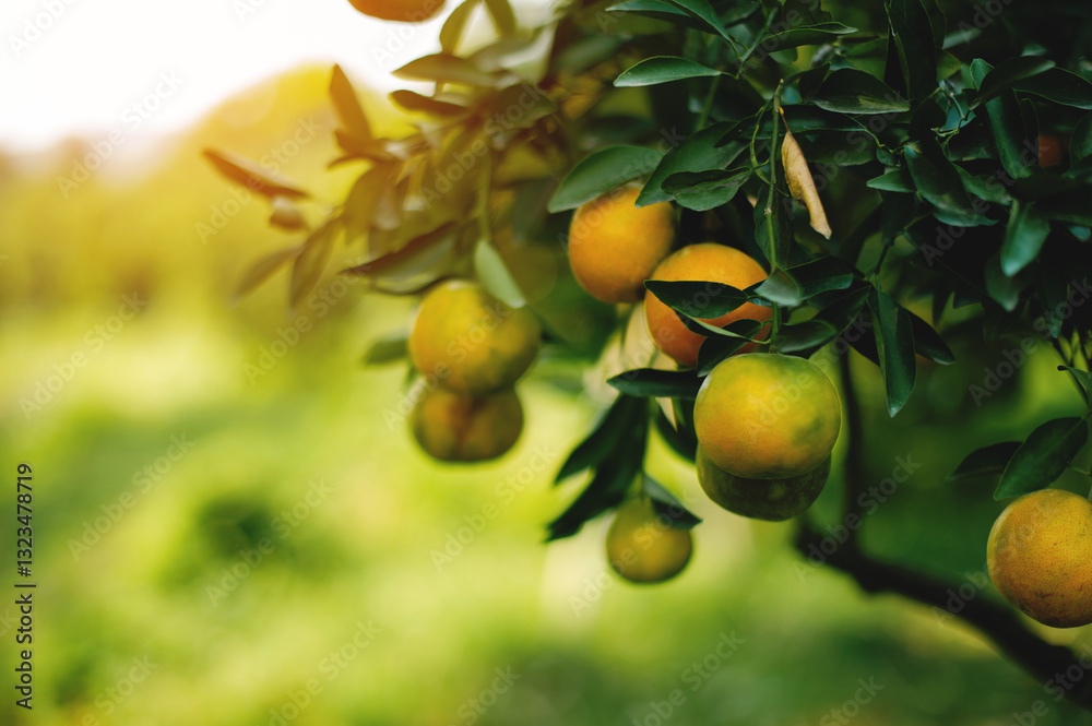 Orange garden, organic farming and sustainable vegetable and fruit growing Orange garden, organic farming and sustainable vegetable and fruit growing