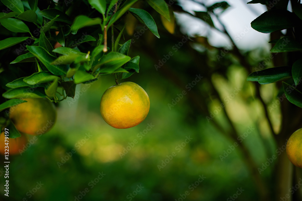 Orange garden, organic farming and sustainable vegetable and fruit growing Orange garden, organic farming and sustainable vegetable and fruit growing