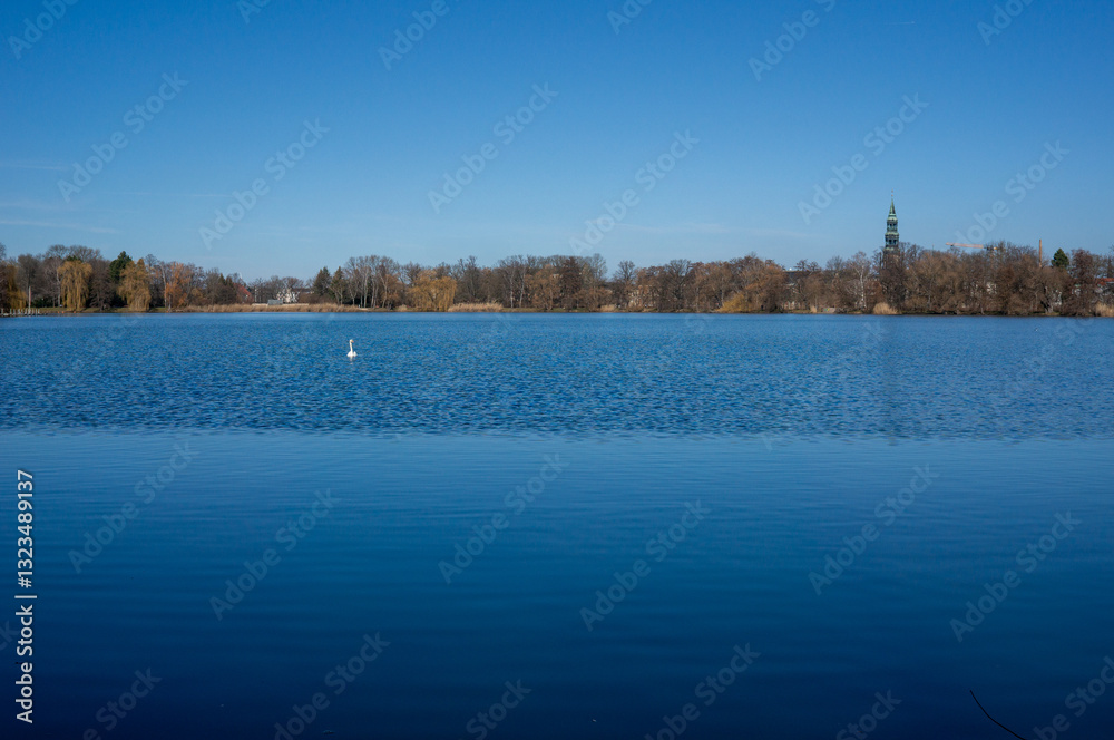 winter landscape with swan lake in zwickau, saxony east germany