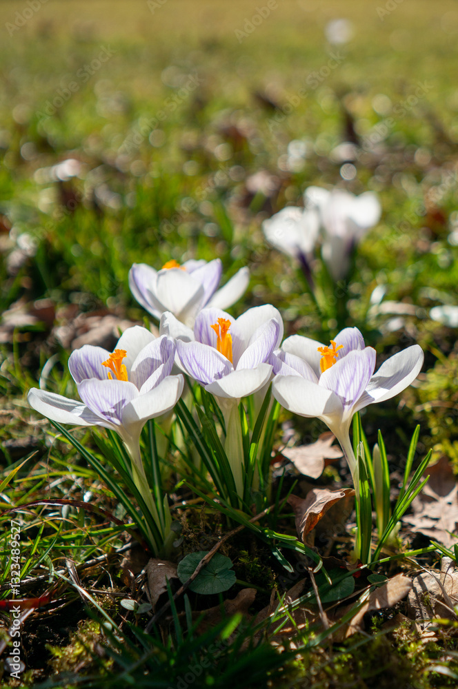 white crocus spring flowers vertical