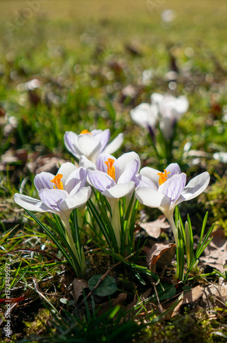 Obraz na płótnie white crocus spring flowers vertical w salonie