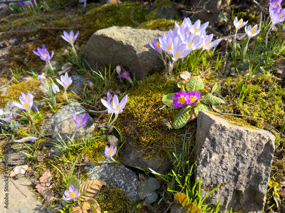 colorful spring flowers in the stone garden